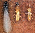 An image of termites showing the different sizes among the species