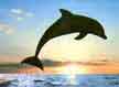 Dolphin leaping.

Dolphins are the only mammal with intelligence rated as higher than humans.