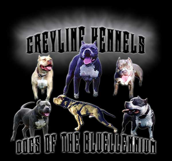 Greyline bullies hot sale