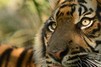 Книгу ипкрылова емгордон грамматика современного английского языка