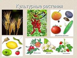 Глеб дойников пощады никто не желает антицусима fb2