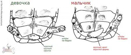 Интегральные микросхемы перспективные изделия выпуск 2