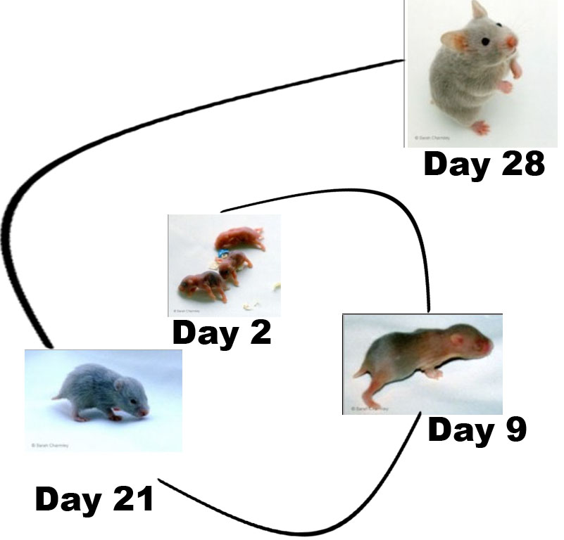 Life Cycle of a Hamster by Johanna Iline