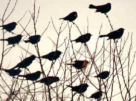 blackbirds.jpg (57901 bytes)