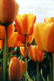 tulip_closeup1.jpg (41666 bytes)