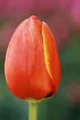 tulip_closeup8.jpg (33884 bytes)