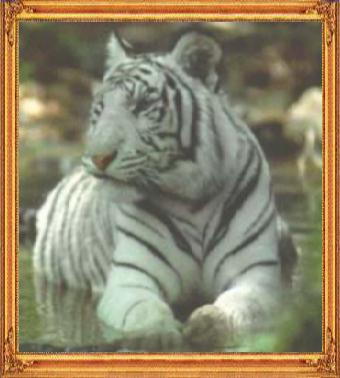 Haiwan Harimau Putih