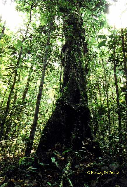 Dark, green, majestic. Click here to visit the Amazon rainforest