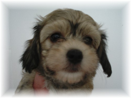 My Charming Havanese Puppies