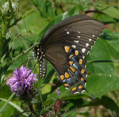 Spicebush Swallowtail