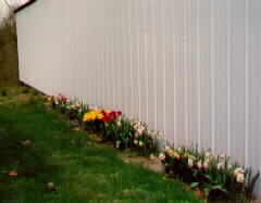 Spring Flowers