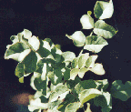 Glycyrrhiza uralensis