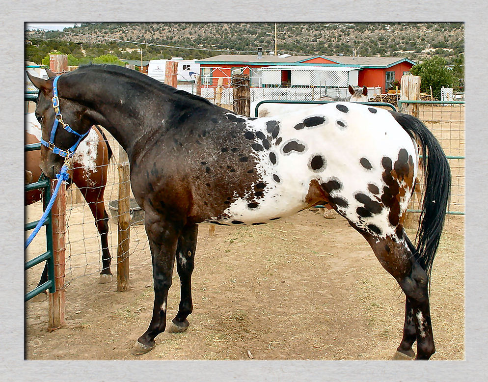 Duke Appaloosa Horse