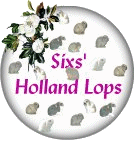 Holland Lops