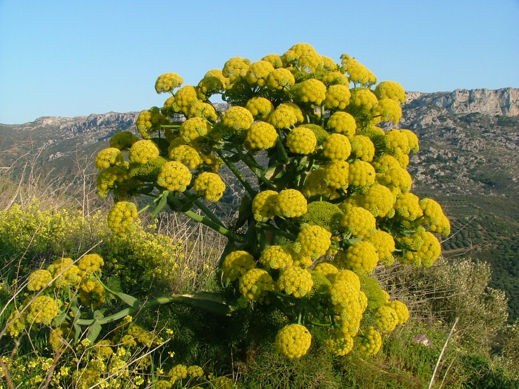 ;%20Asafoetida.JPG Ferula20Asafoetida.JPG