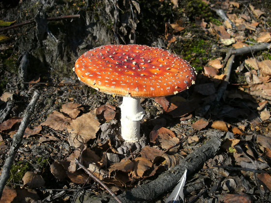 SOMA.PNG  AMANITA MUSCARIA   "Don't eat or touch me"