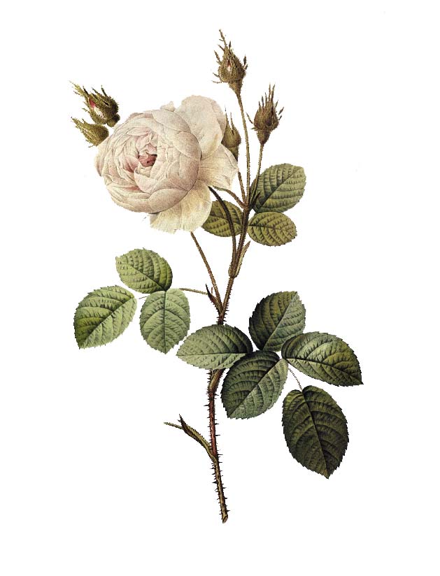 La Rose du désert, une plante à caudex à l'allure de bonsaï !