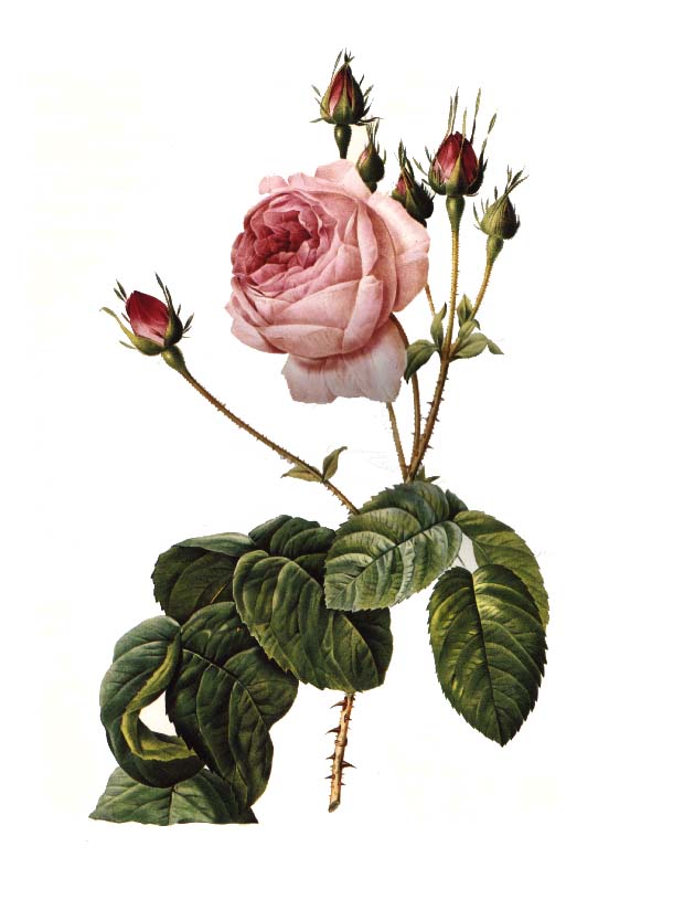 La Rose du désert, une plante à caudex à l'allure de bonsaï !