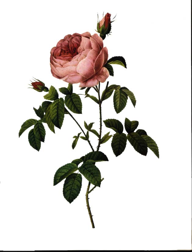 La Rose du désert, une plante à caudex à l'allure de bonsaï !