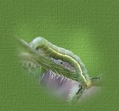 Caterpillar