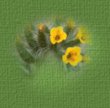 fiddleneck flower