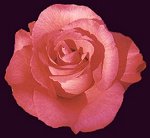 Guestbook Rose