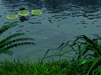 Fish Pond, Shiney, Green, WOW!