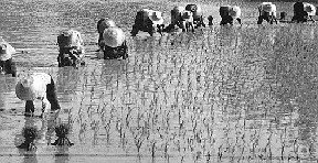 Sudorific labour on the rice fields