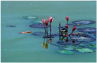 Water lilies.