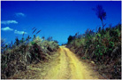 Dusty path.