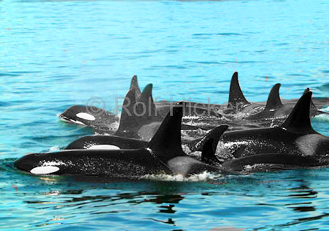 Killer Whales