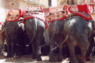 Elephants in a "garage". Rajastan