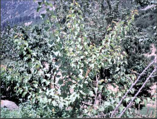 Wild Plants Of Kalam Valley Swat Pakistan