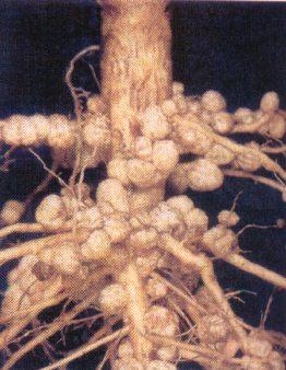 raiz infectada de Agrobacterium