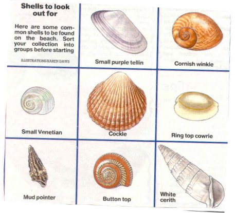 Shells and what they are called