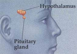The Pituitary gland.With pictures.