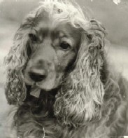Onze hond Sacha, was 15 jaar onze trouwe viervoeter