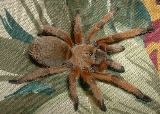 Tarantula Pictures