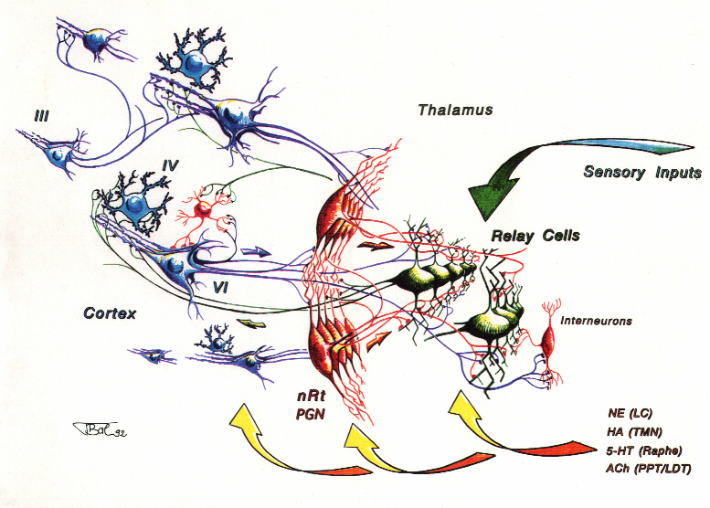 Thalamocortical Connections  -  Source:  http://www.med.yale.edu/neurobio/mccormick/seminar/t_bal.jpg