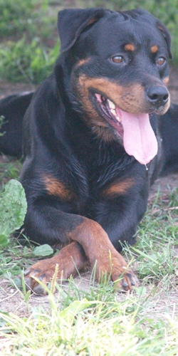 Fabrizius Farm,akc Chocolate And Yellow Lab Puppies, Thoroughbred 