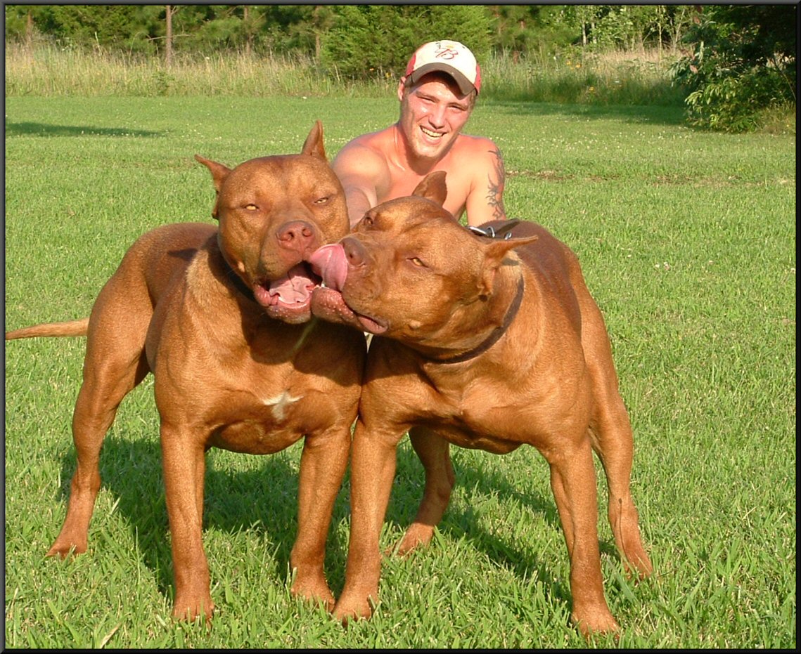 Old family red hot sale nose pitbull kennels