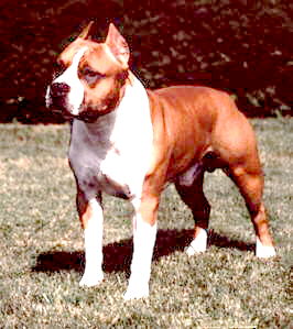 Chili's Sire -  CH. Savoy's Red Dawn Cascade.  Click on Pic to GOTO Red Dawn Kennels.