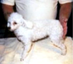 Chudan poodles hot sale