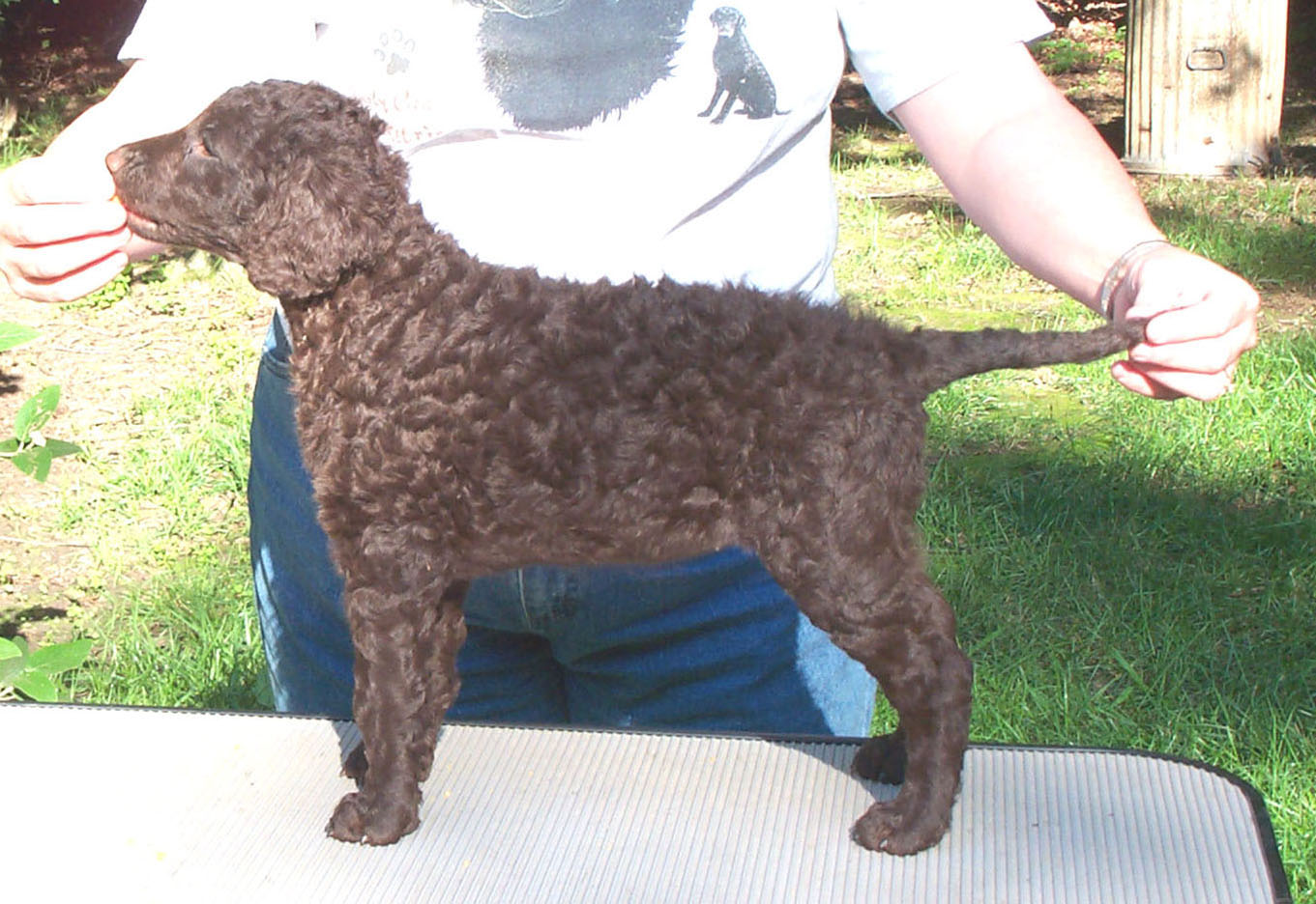 Riverwatch curly hot sale coated retrievers