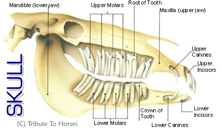 Equine Anatomy and Physiology