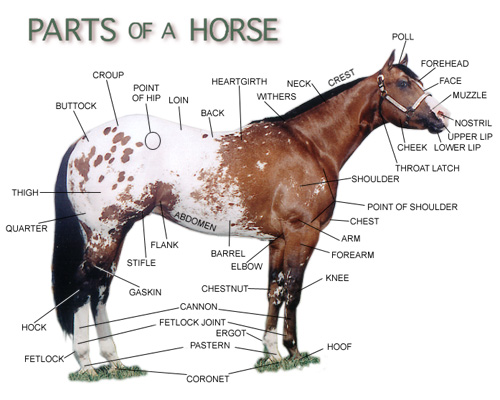 Anatomical Terms for Equine (Horse) Diagram