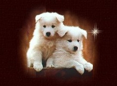 puppies alacarte