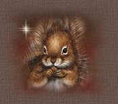 squirrel