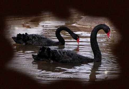 blackswan