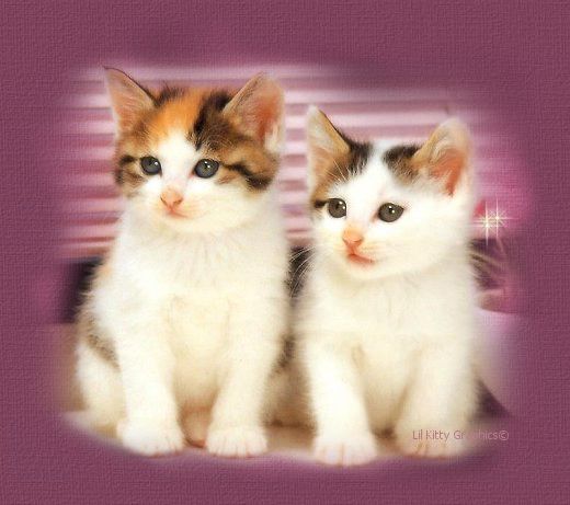 furbabies
